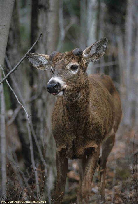 Whitetail Deer Antler Growth Process Legendary Whitetails Legendary