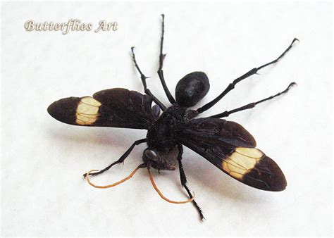 Giant Tarantula Hawk Wasp Hemipepsis Rare And 48 Similar Items