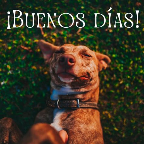 Buenos D As Perritos Fotos De Perros Para Whatsapp Gratis