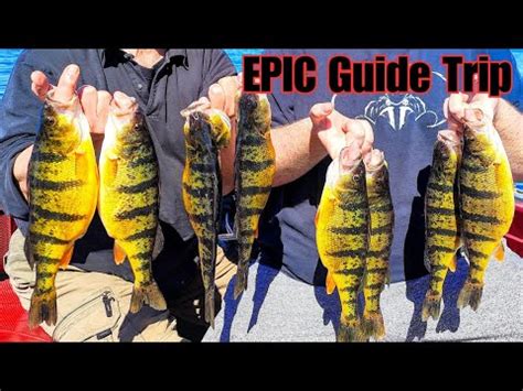 INSANE JUMBO PERCH FISHING YouTube