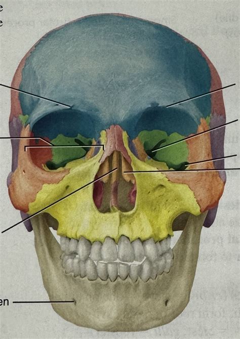 Axial Bone Markings Av Diagram Quizlet