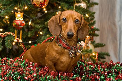 Christmas Dachshund Wallpaper Wallpapersafari