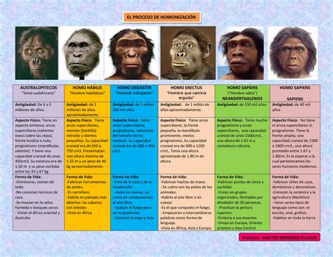 Evolucion Del Hombre