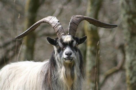 The Most Unusual Shapes Of Goat Hornes | Goats, Goat horns, Nubian goat