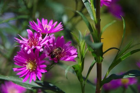 Aster amellus Daisy stock image. Image of honey, european - 113299803 