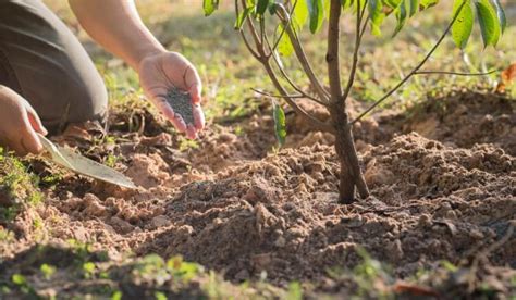 Engrais Au Pied Des Arbres Fruitiers Quand Et Comment L Appliquer