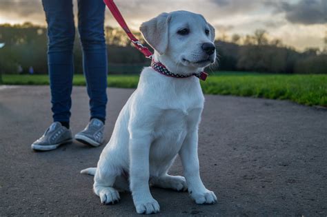 Lab Puppies: When and How To Be Successful in Training Your Labrador Puppy