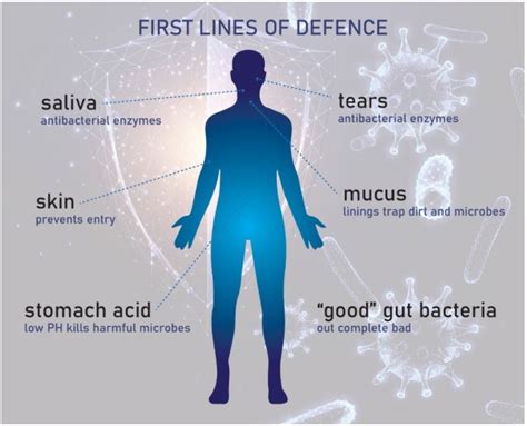 The Gut Microbiome And The Immune System The Healthy Rant