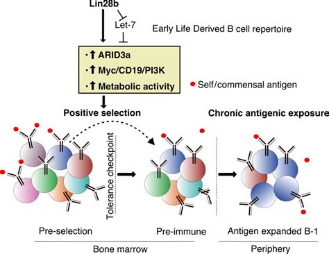 Schematic Representation Of How Lin28b Promotes Antigendriven Positive