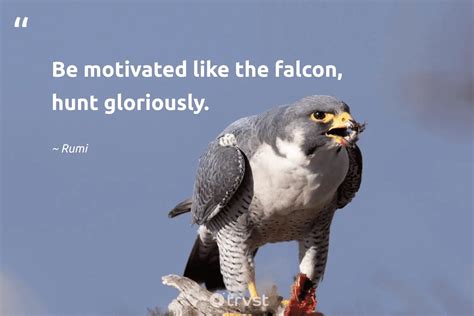 20 Falcon Quotes To Soar Your Spirits High