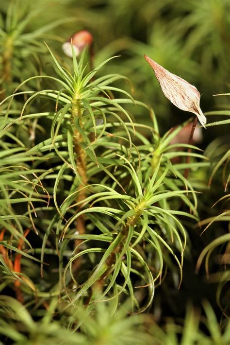 Common Haircap Moss Bryophyta Mosses Of Vancouver Island INaturalist