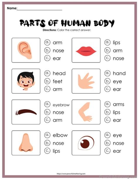 Parts Of Human Body Worksheet For Kids To Learn With Pictures And Texting