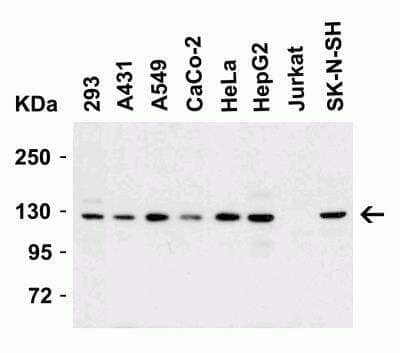 Vinculin Antibody - BSA Free (NBP2-41237): Novus Biologicals