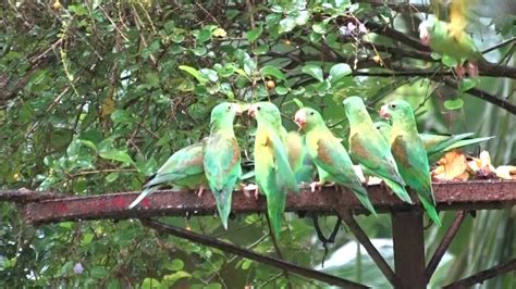 Orange Chinned Parakeet Devouring Bananas At Canopy Bandb Youtube