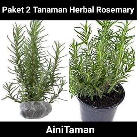 Jual Paket Hemat Pohon Herbal Rosemary Tanaman Rosemary Pengusir