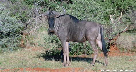 Terms and Conditions - Hunting Namibia