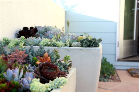 Plante En Pot Pour Terrasse Id Es Fra Ches Designmag Fr