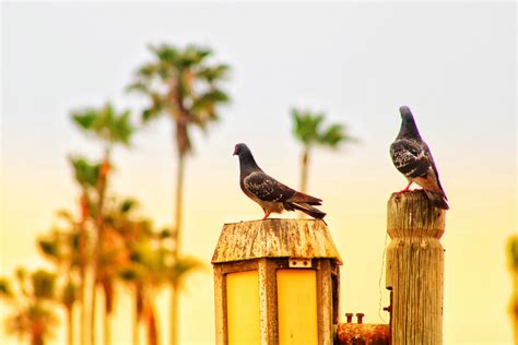 Birds at the beach : r/Casual_Photography