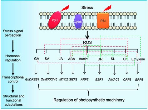 Putative Involvement Of Phytohormones And Representative Transcription Download Scientific