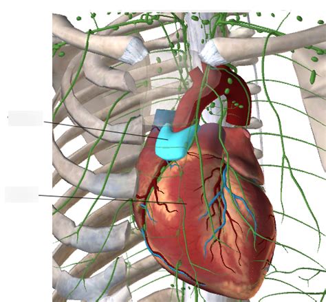 Portage Learning A And P 2 Module 5 Heart And Thymus Diagram Quizlet