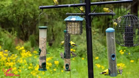 What Is A Baffle For A Bird Feeder? [Guardians Of Feeder]