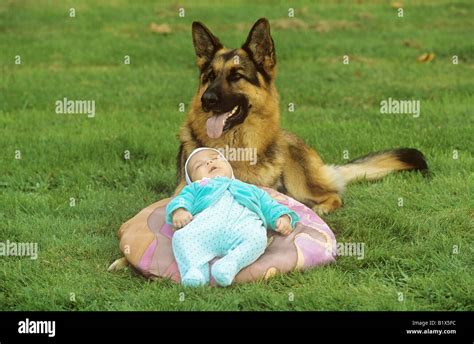 German shepherd guarding baby fotografías e imágenes de alta resolución