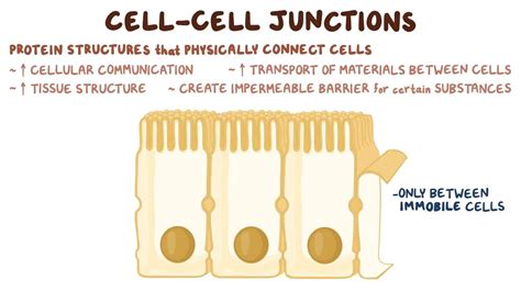 Cell Cell Junctions Video Anatomy Definition Osmosis