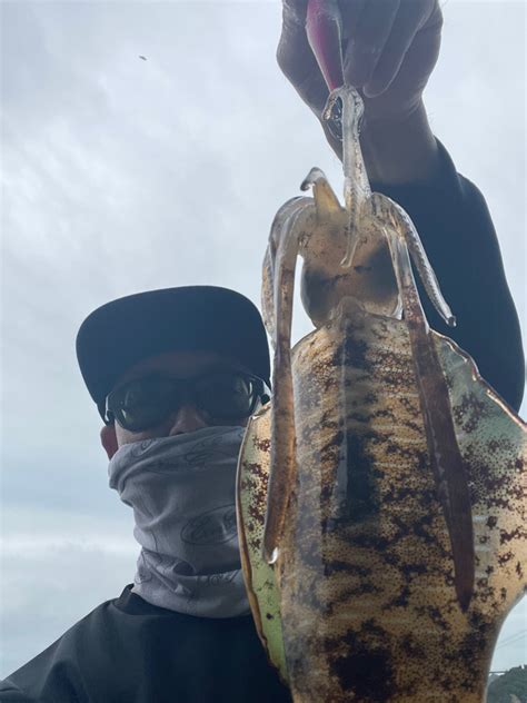 ナオメタル さんの 2023年09月01日のアオリイカの釣り・釣果情報愛媛県 しまなみ海道 アングラーズ 釣果400万件の