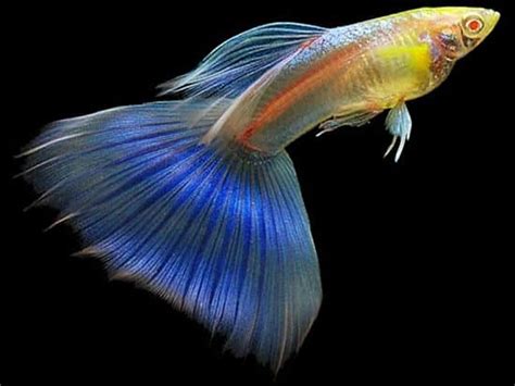 Los 10 Peces Más Bonitos Del Mundo Para Tener En Tu Acuario