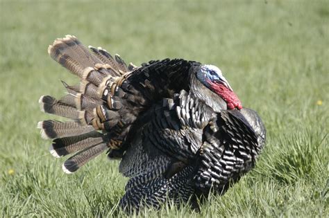 ‘strong Base Of Wild Turkeys Await Hunters On Opening Day Says