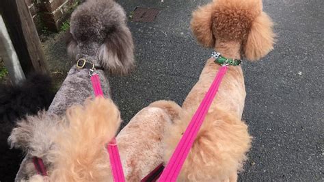 Walking 6 Standard Poodles On A Lead Youtube