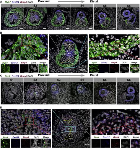 Fluorescence In Situ Hybridization