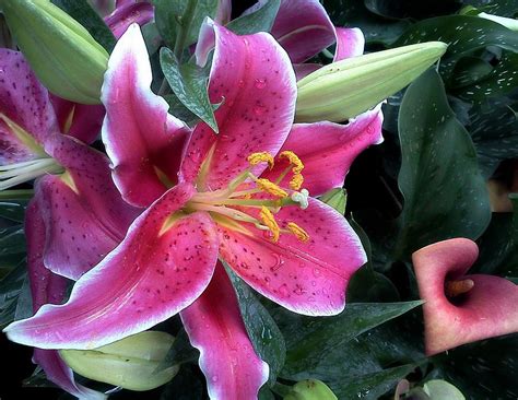 Pink Tiger Lily Photograph by CG Abrams