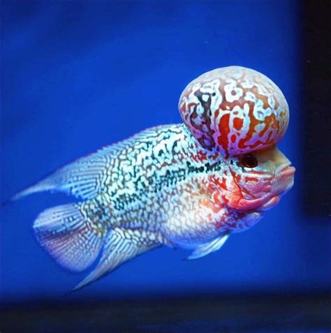 Flowerhorn Cichlid