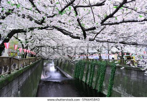 Cherry Blossom Lined Meguro Canal Tokyo Stock Photo