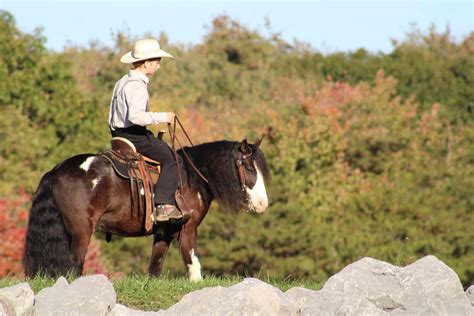 Arrow Yr Old Hh Black And White Paint Gypsy Vanner Pony Cross