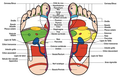 Les Bienfaits De La R Flexologie