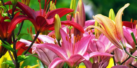 Alstroemeria Significado Y Cuidados Lirio De Los Incas Interflora