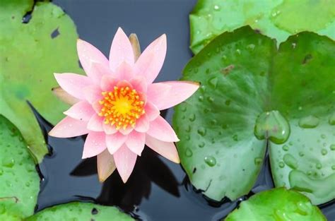 Flor Que Significa Força - Qual flor representa a força? - Blog Uniflores