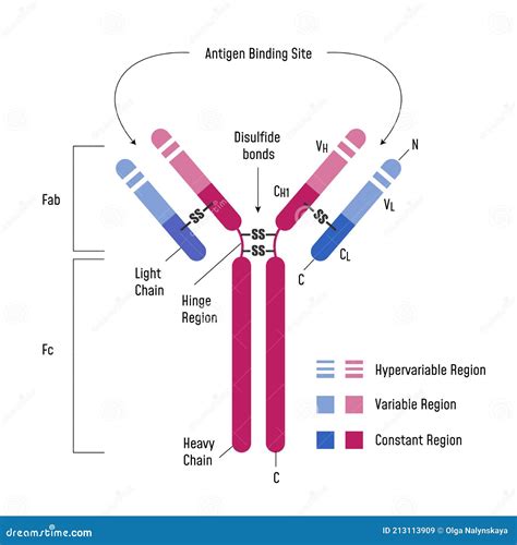 Structure Of An Antibody Cartoon Vector 61423639