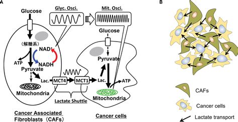 Frontiers Oscillations And Dynamic Symbiosis In Cellular Metabolism