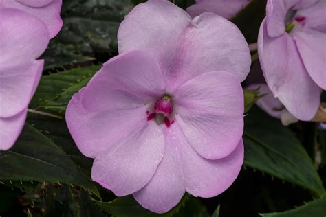 Impatiens X Hybrida Sakimp054 Impatiens Sunpatiens® Compact Orchid