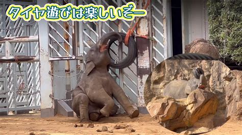 そんな格好でタイヤと遊ぶの🐘😂 11月25日 上野動物園 アジア象 Youtube