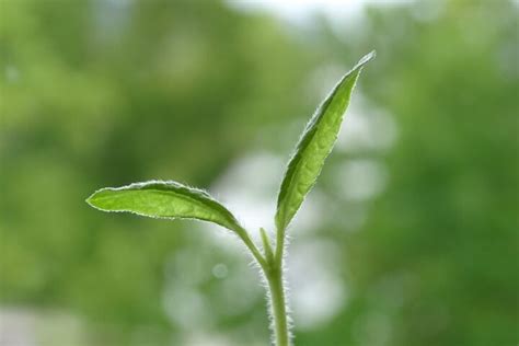 Swiss Food Ch Plant Breeding For Resource Efficient Farming