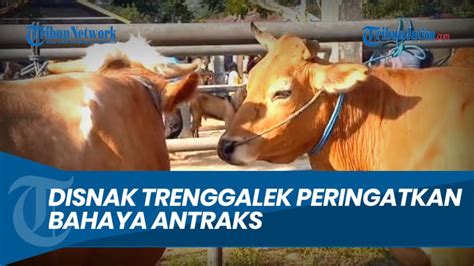 PERINGATKAN BAHAYA ANTRAKS Disnak Trenggalek Larang Beli Hewan Dari