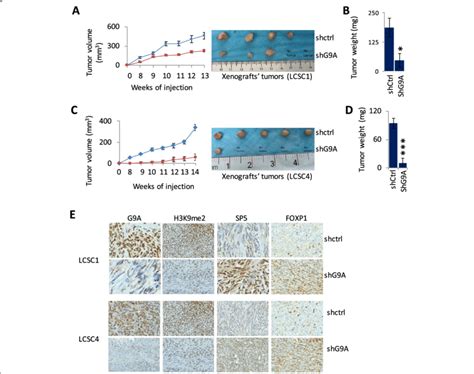 Knockdown Of G A In Tics Lcsc And Lcsc Strongly Suppressed Tumor