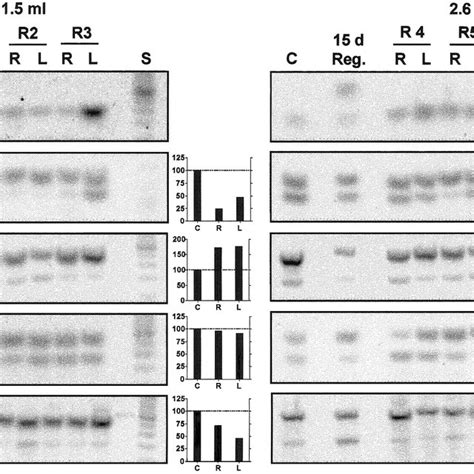 Myosin Heavy Chain Myhc Mrna Expression Semiquantified By Rt Pcr Download Scientific Diagram