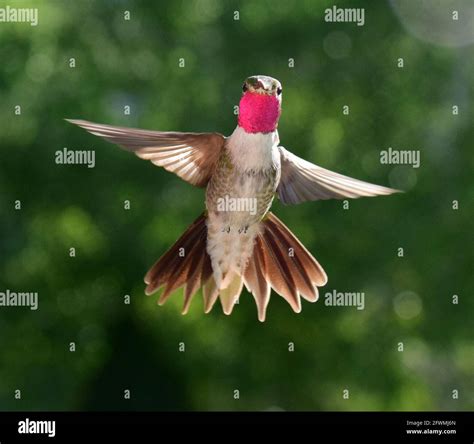 Broad Tailed Hummingbird Stock Photo - Alamy