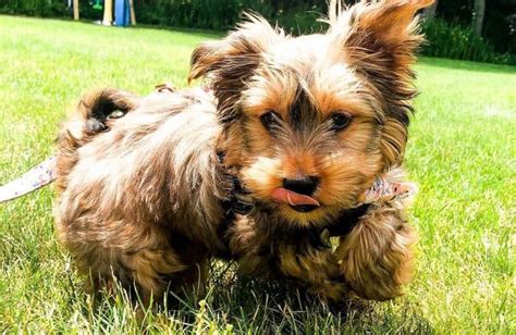 Yorkie Bichon: History, Facts, Personality, Temperament, & Care