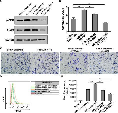 Frontiers Inpp4b Inhibits Glioma Cell Proliferation And Immune Escape